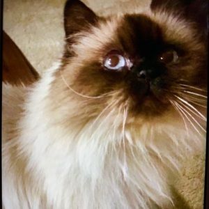 Meet your Posher, Cheri